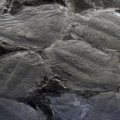 Trilobites1